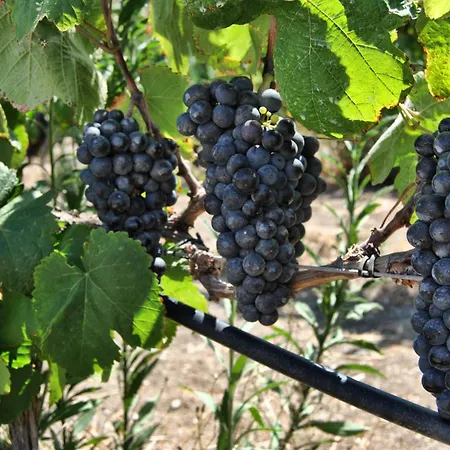 Rural El Mondalon Hotel Las Palmas / Gran Canaria