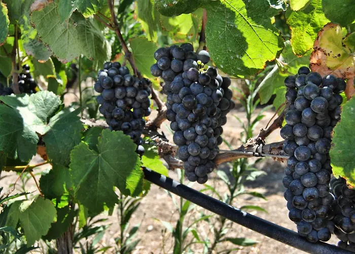 Rural El Mondalon Hotel Las Palmas / Gran Canaria